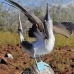 booby_bluefooted_nsey_v_0095_ecu0291.jpg